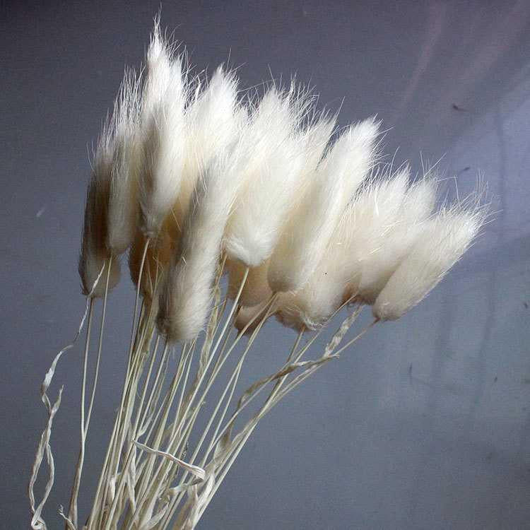 7stems 18inch dried pampas grass wedding home decor leaves ,dried botanical,Dried pampas grass flower arrangement,home decor