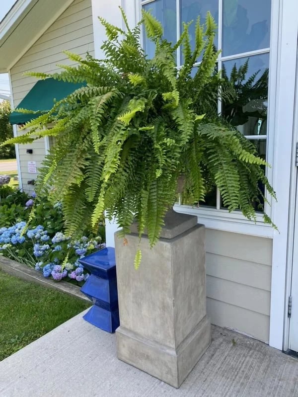 Last Day 75% OFF--UV Resistant Lifelike Artificial Boston Fern🍀