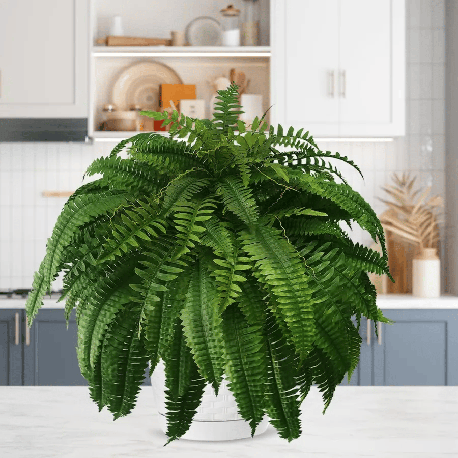 Last Day 75% OFF--UV Resistant Lifelike Artificial Boston Fern🍀