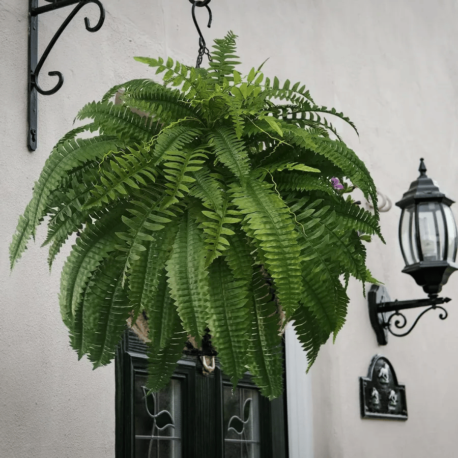 Last Day 75% OFF--UV Resistant Lifelike Artificial Boston Fern🍀