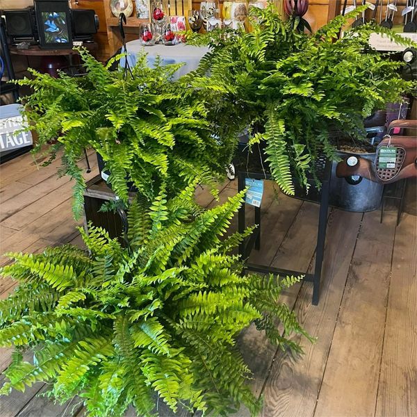 Last Day 75% OFF--UV Resistant Lifelike Artificial Boston Fern🍀